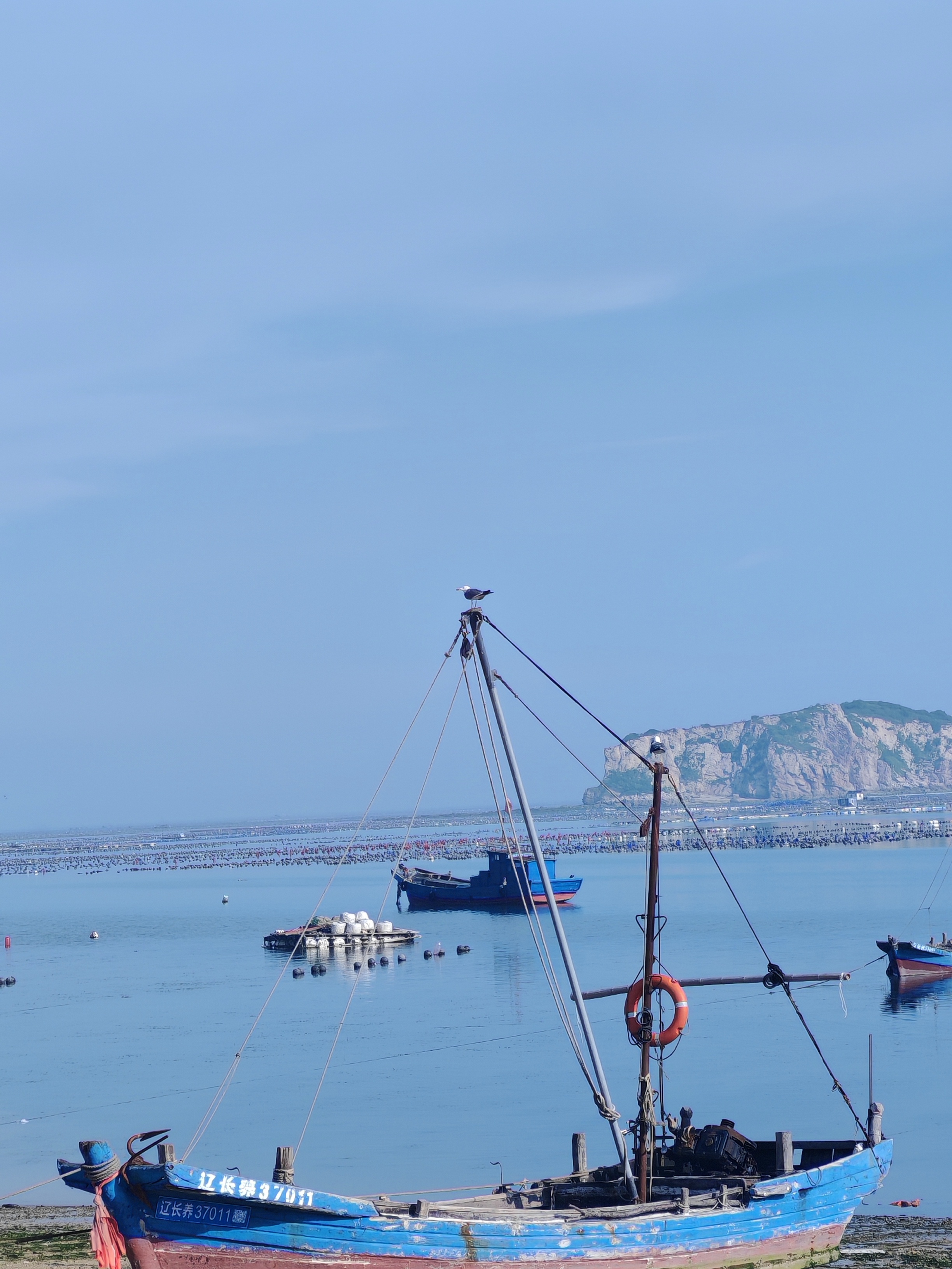 船杆上的海鸥